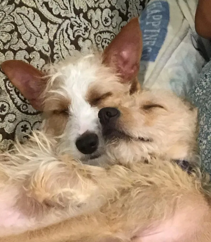 Dexter and Dixie thumbnail 2