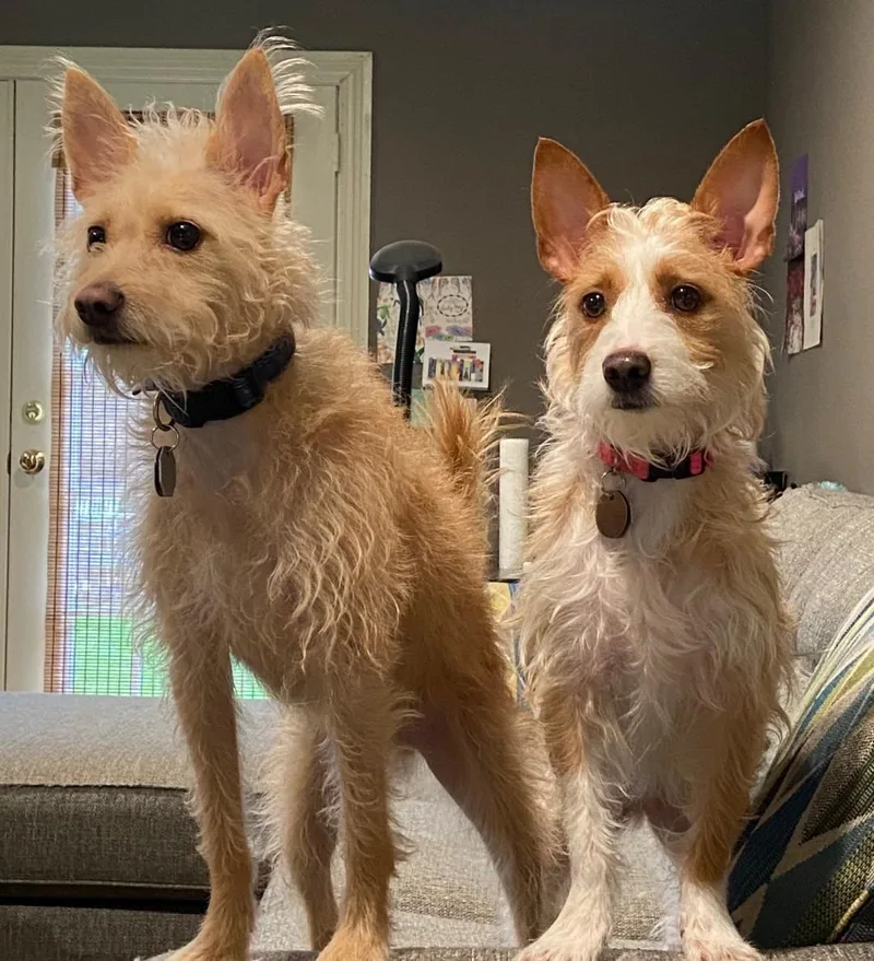 Dexter and Dixie thumbnail 5