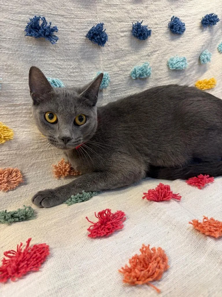 A young medium-sized female Domestic Short Hair cat named Lily Purr PA for adoption in Denham Springs, LA