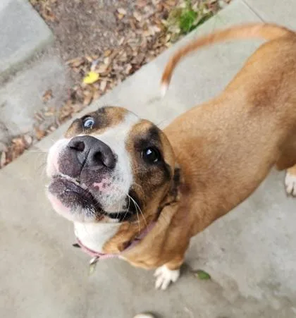 A senior large-sized male Brown / Chocolate Mixed Breed dog named Zeus for adoption in North Myrtle Beach, SC