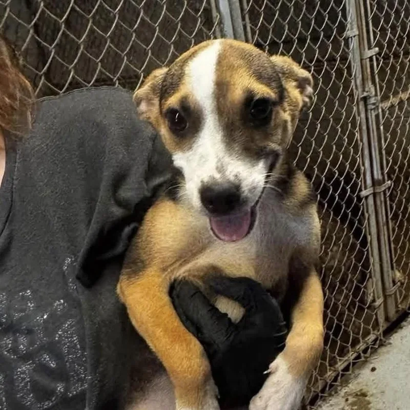 A baby medium-sized male Beagle dog named Jasper for adoption in Yaphank, NY