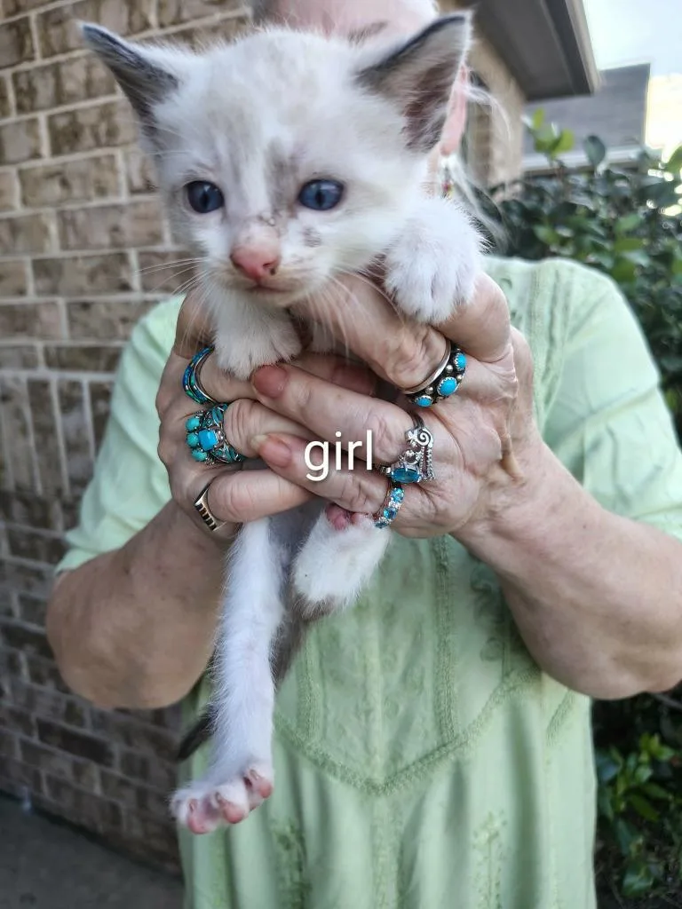 A baby small-sized female Siamese cat named Serenity for adoption in New Braunfels, TX