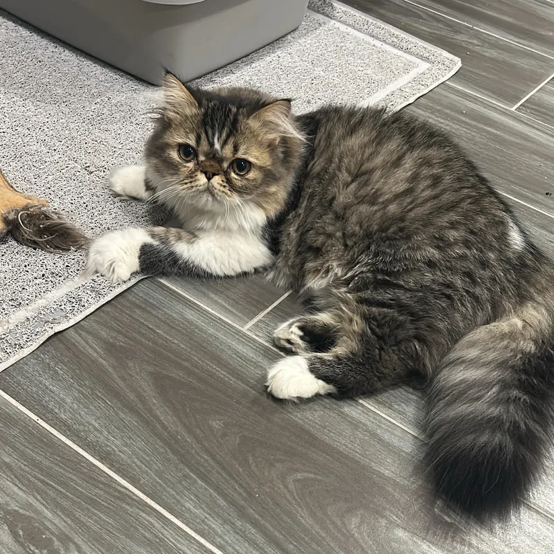 A young medium-sized male Persian cat named Doll Face for adoption in Fort Belvoir, VA