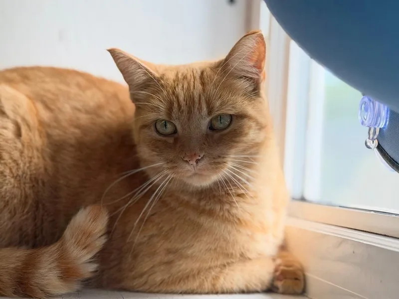 An adult medium-sized female Domestic Short Hair cat named Groot for adoption in Peru, NY