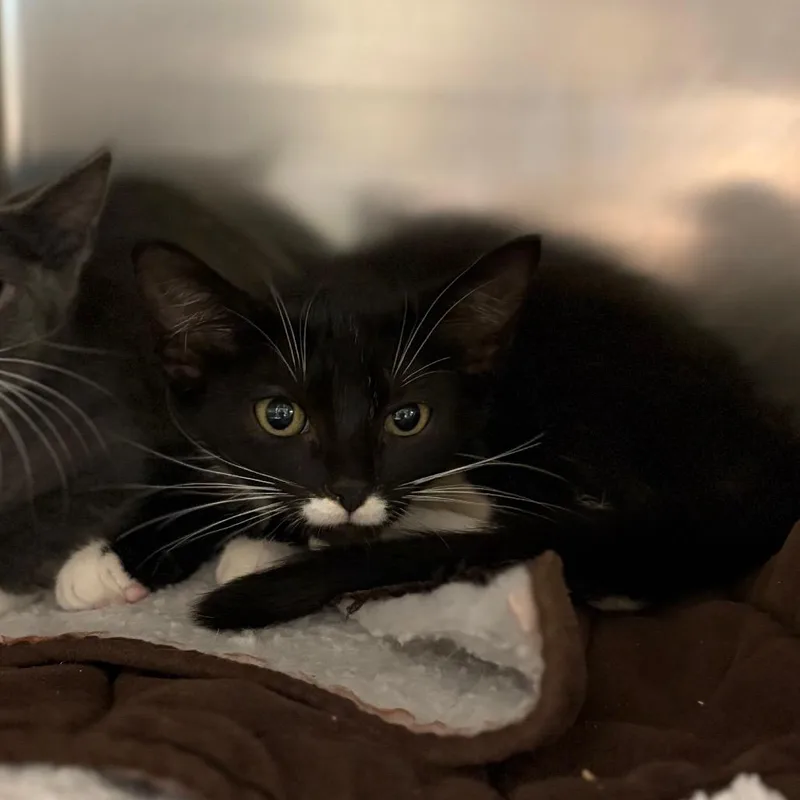 A baby small-sized male Black Domestic Short Hair cat named Kookaburra for adoption in Charlottesville, VA