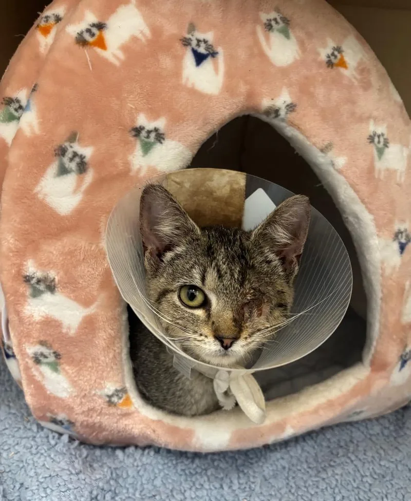 A baby medium-sized female Domestic Short Hair cat named Iris for adoption in Bloomington, IN