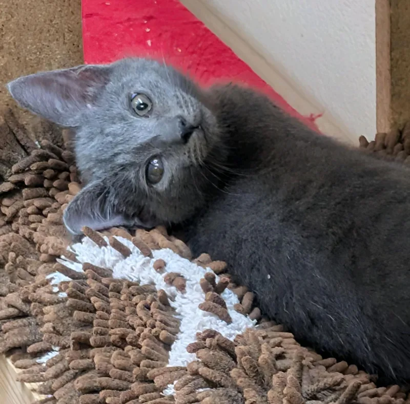 A baby medium-sized female Gray / Blue / Silver Domestic Short Hair cat named Misty for adoption in Columbus, OH