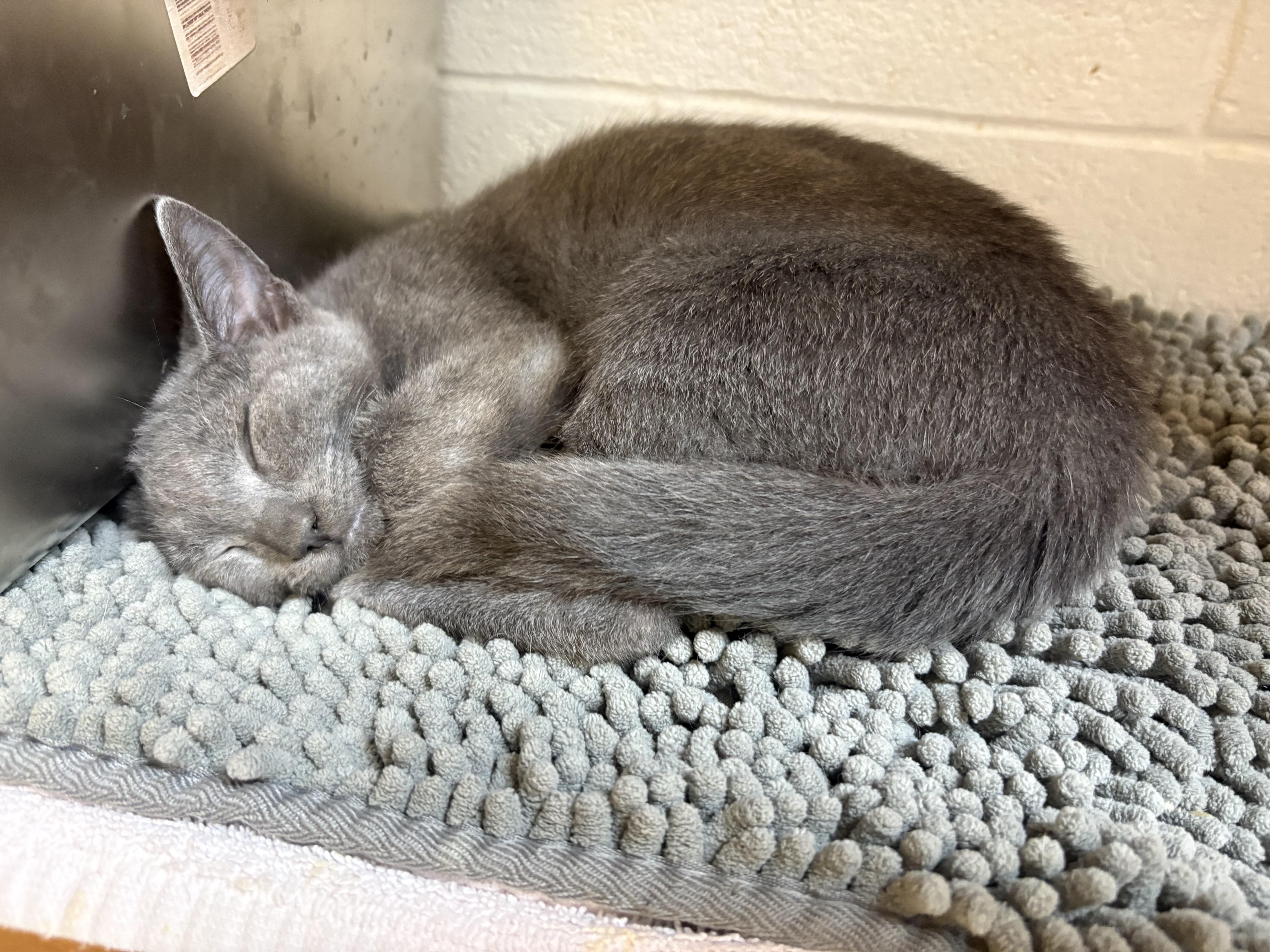 Misty thumbnail 4