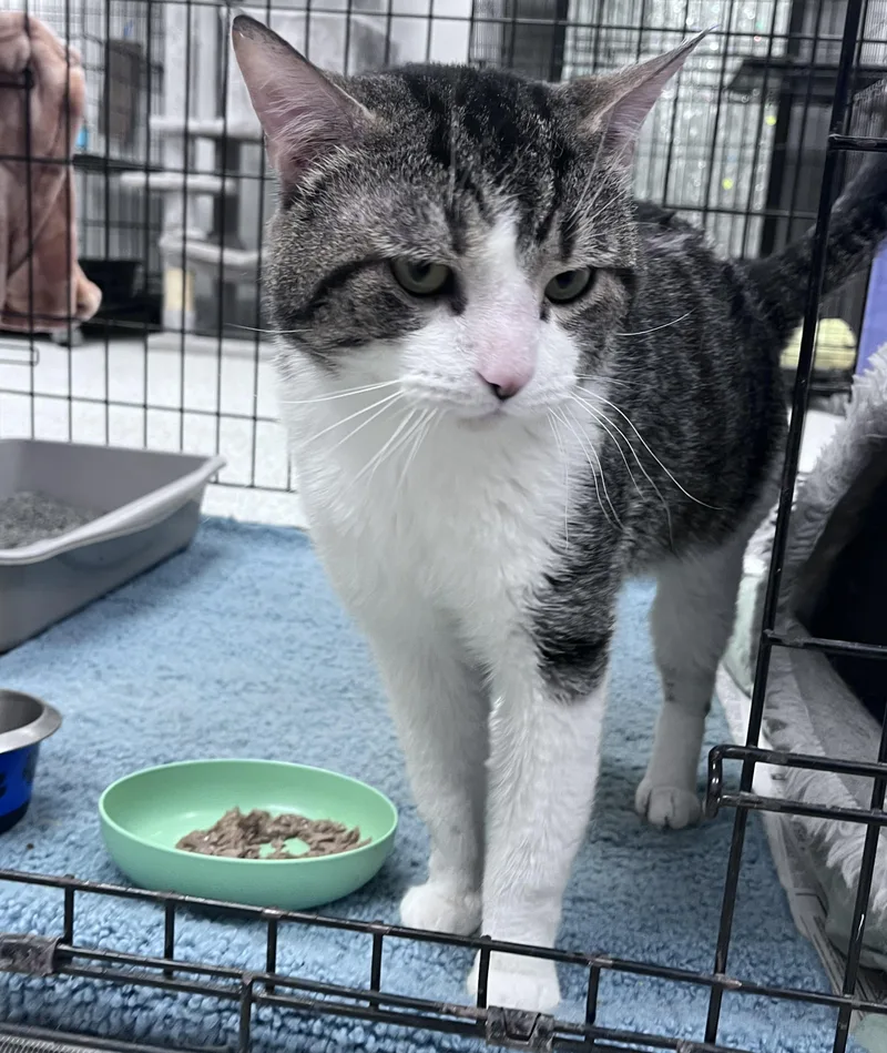 An adult medium-sized male Tabby (Brown / Chocolate) Domestic Short Hair cat named Flutter for adoption in Youngstown, OH