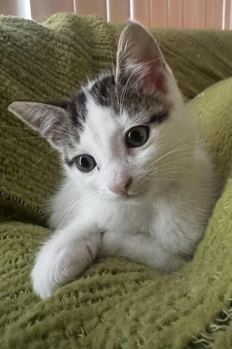 A baby medium-sized female White Domestic Medium Hair cat named Maleficent for adoption in Ontario, NY