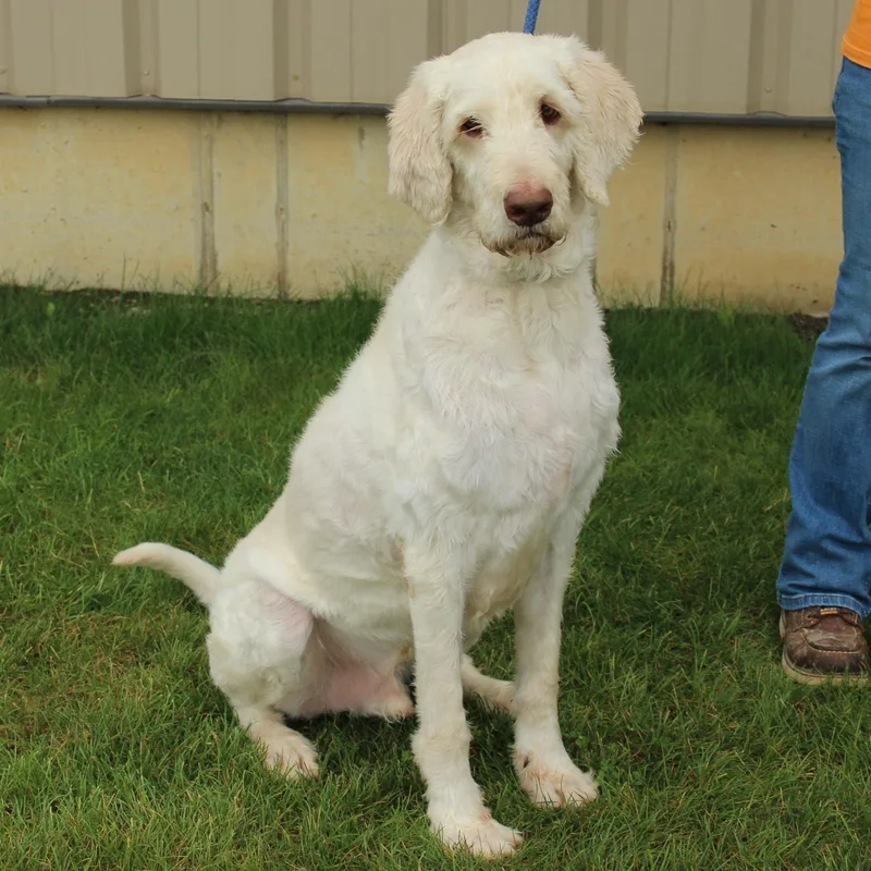 An adult large-sized male White / Cream Poodle dog named Booker for adoption in Eaton, OH