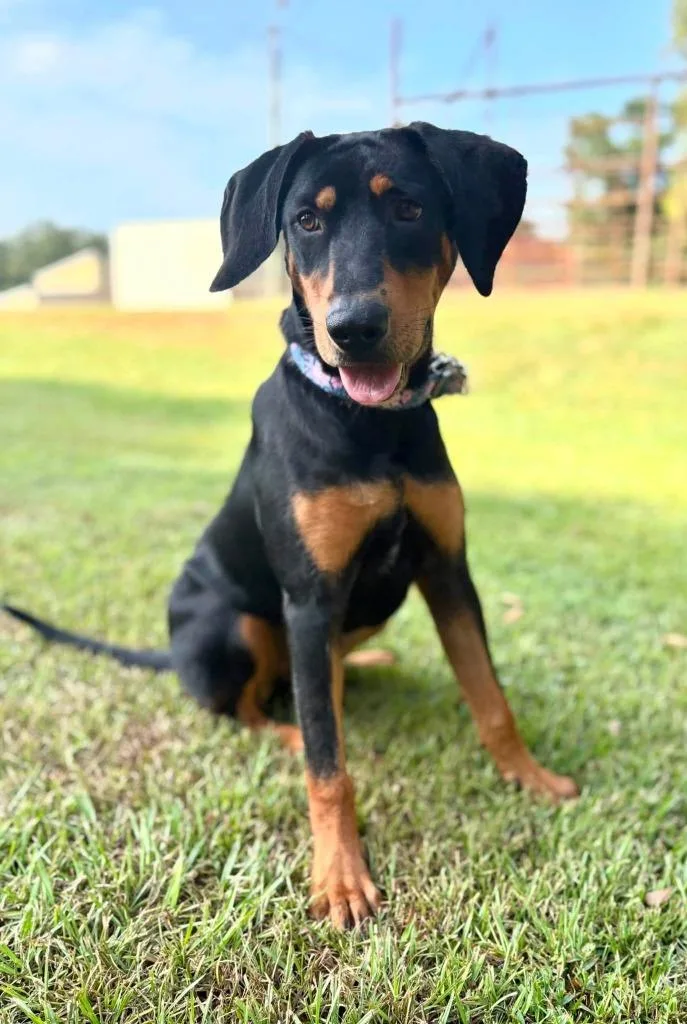 A baby medium-sized female Mixed Breed dog named Velma for adoption in Fond Du Lac, WI