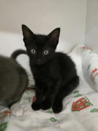 A baby small-sized female Domestic Short Hair cat named Apricot for adoption in Savannah, GA