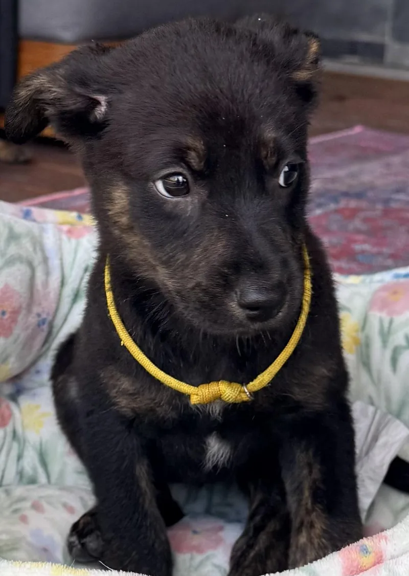 A baby large-sized female Labrador Retriever dog named Lucia for adoption in Austin, TX