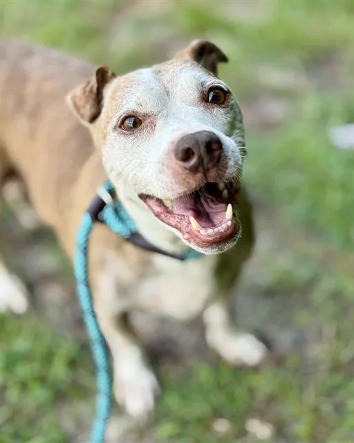 A senior small-sized male Mixed Breed dog named Bruno for adoption in Fort Walton Beach, FL