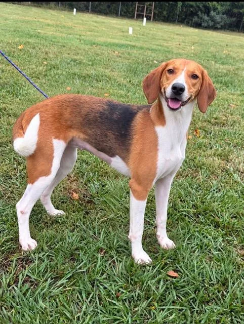 A young medium-sized female Hound dog named Aspen Sweetest hound girl for adoption in Conway, SC