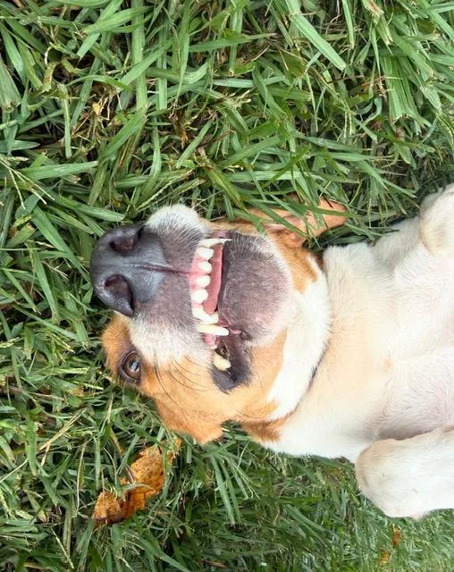 Aspen Sweetest hound girl thumbnail 4