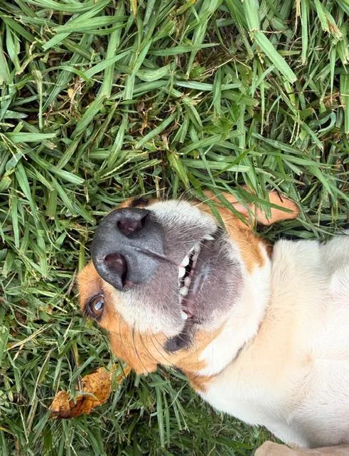Aspen Sweetest hound girl thumbnail 5