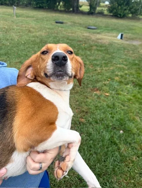 Aspen Sweetest hound girl thumbnail 6