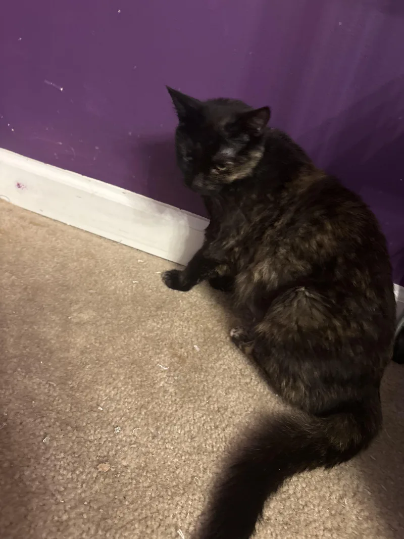 An adult medium-sized female Tortoiseshell Domestic Short Hair cat named Ave Maria for adoption in Indianapolis, IN