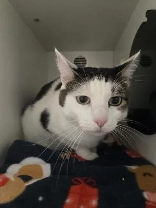 An adult large-sized male Domestic Short Hair cat named Possum for adoption in Savannah, GA