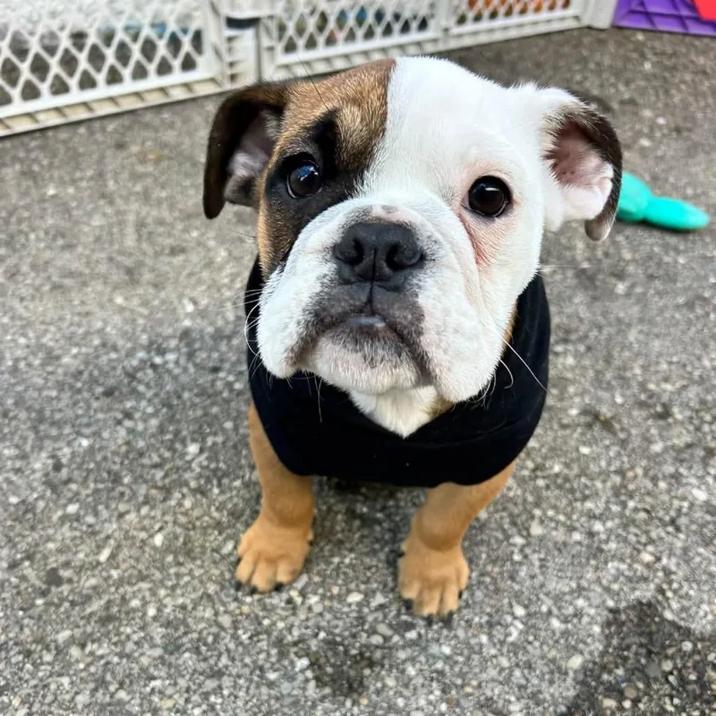 A baby small-sized male White / Cream English Bulldog dog named Petey for adoption in Huber Heights, OH