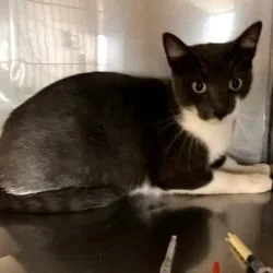 PomPom