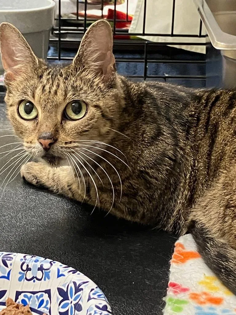 An adult medium-sized female Domestic Short Hair cat named Tammy for adoption in Lunenburg, MA