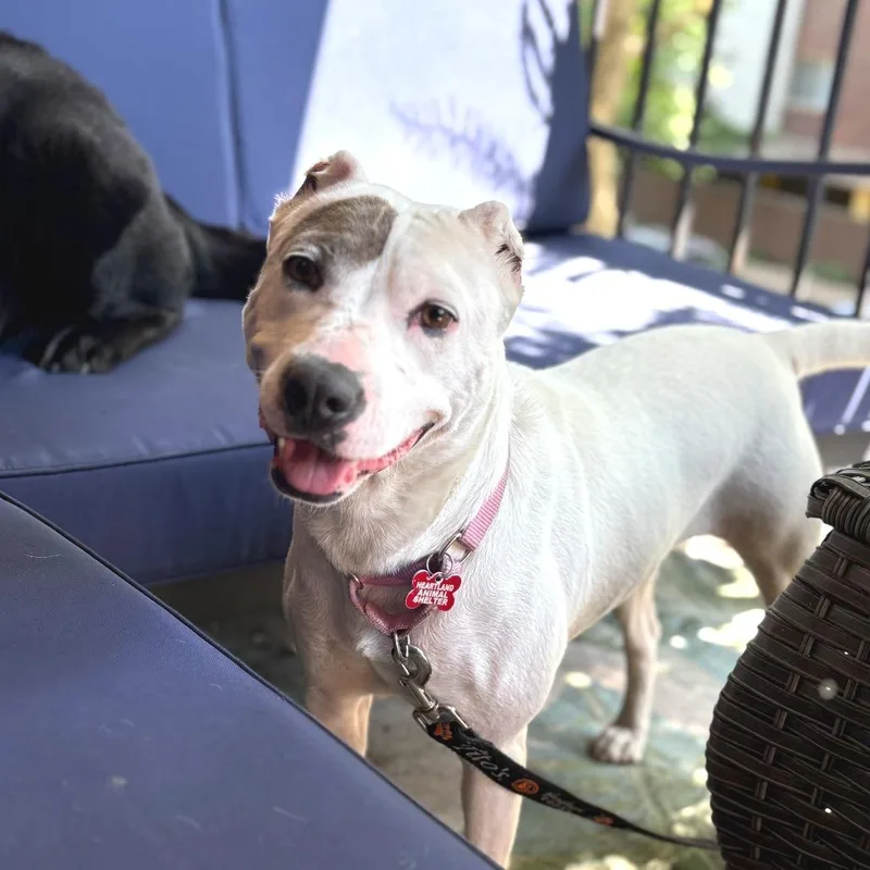 An adult medium-sized female White / Cream Mixed Breed dog named Ariana for adoption in Wheeling, IL