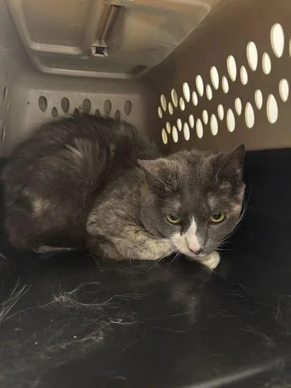 A senior medium-sized female Gray / Blue / Silver Domestic Short Hair cat named Lady Jerry for adoption in Kansas City, MO