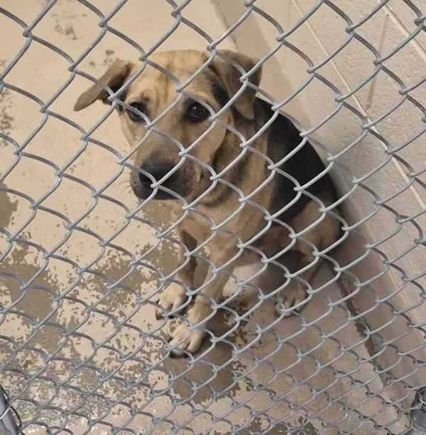 An adult medium-sized male Hound dog named Pen c Dj for adoption in Lawrenceville, GA