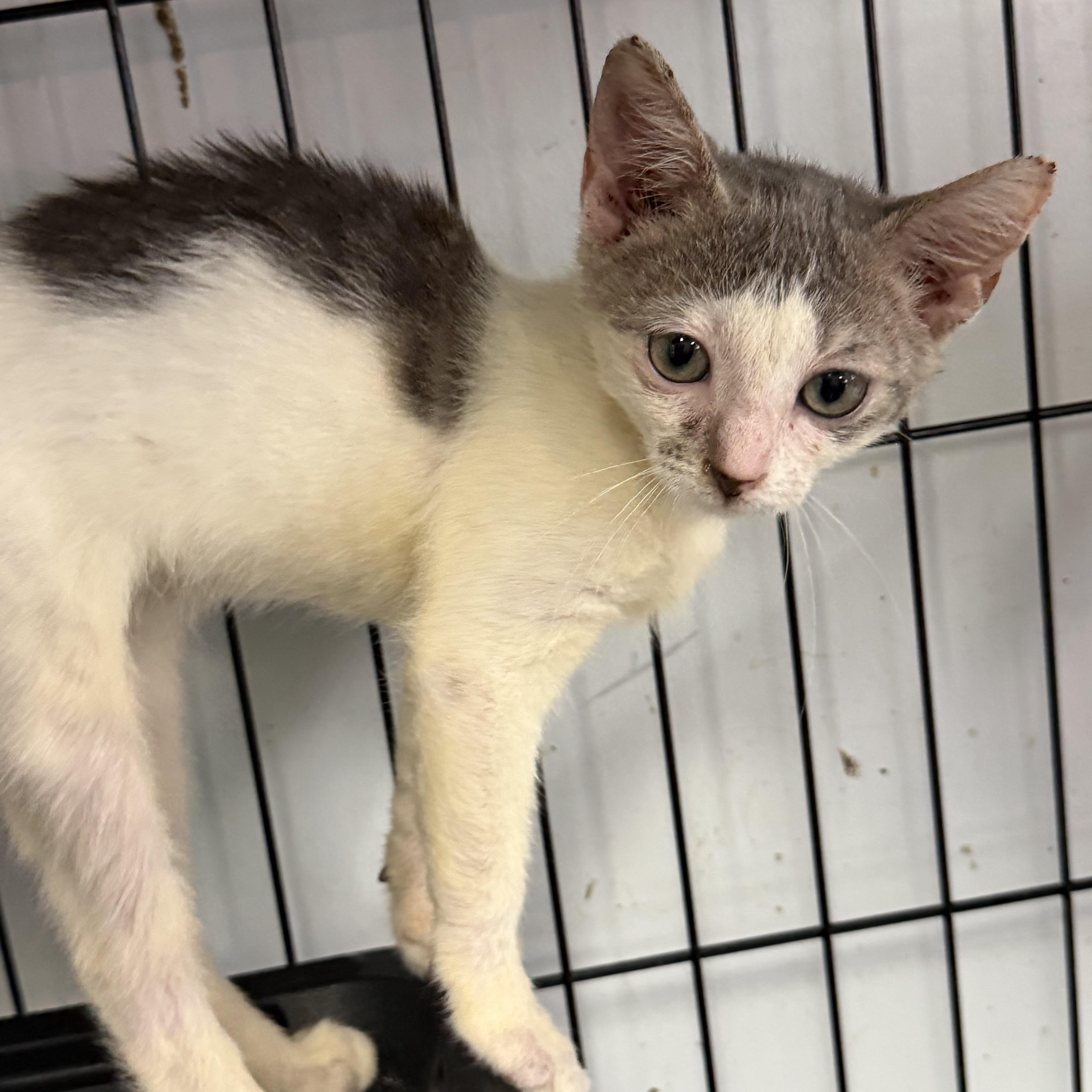 A baby medium-sized female Gray & White Domestic Short Hair cat named Scuttle for adoption in Columbia, SC