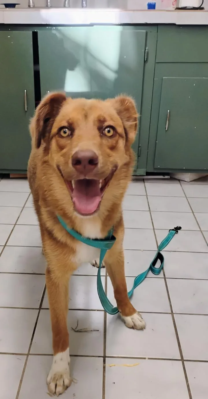 A young large-sized female Red / Chestnut / Orange Australian Shepherd dog named Reba for adoption in Saint Jo, TX