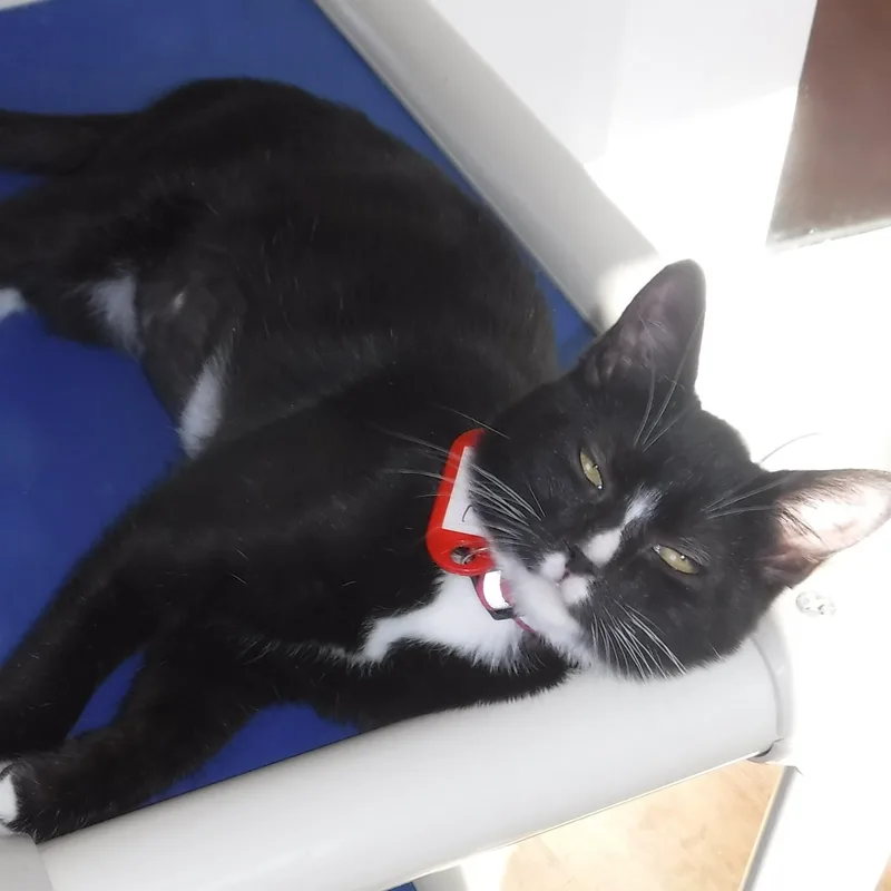 A baby medium-sized female Black & White / Tuxedo Tuxedo cat named Belle Petite and for adoption in Hoquiam, WA