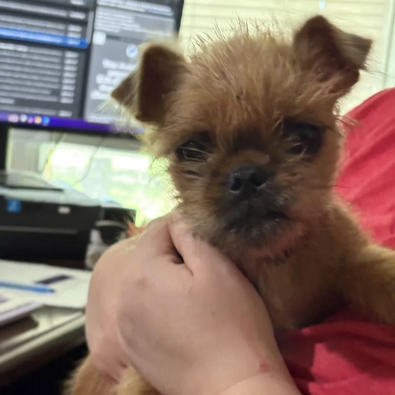 A baby small-sized female Yellow / Tan / Blond / Fawn Brussels Griffon dog named Gidget for adoption in San Antonio, TX
