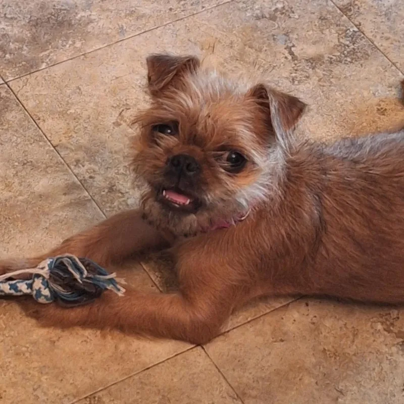 Gidget thumbnail 2