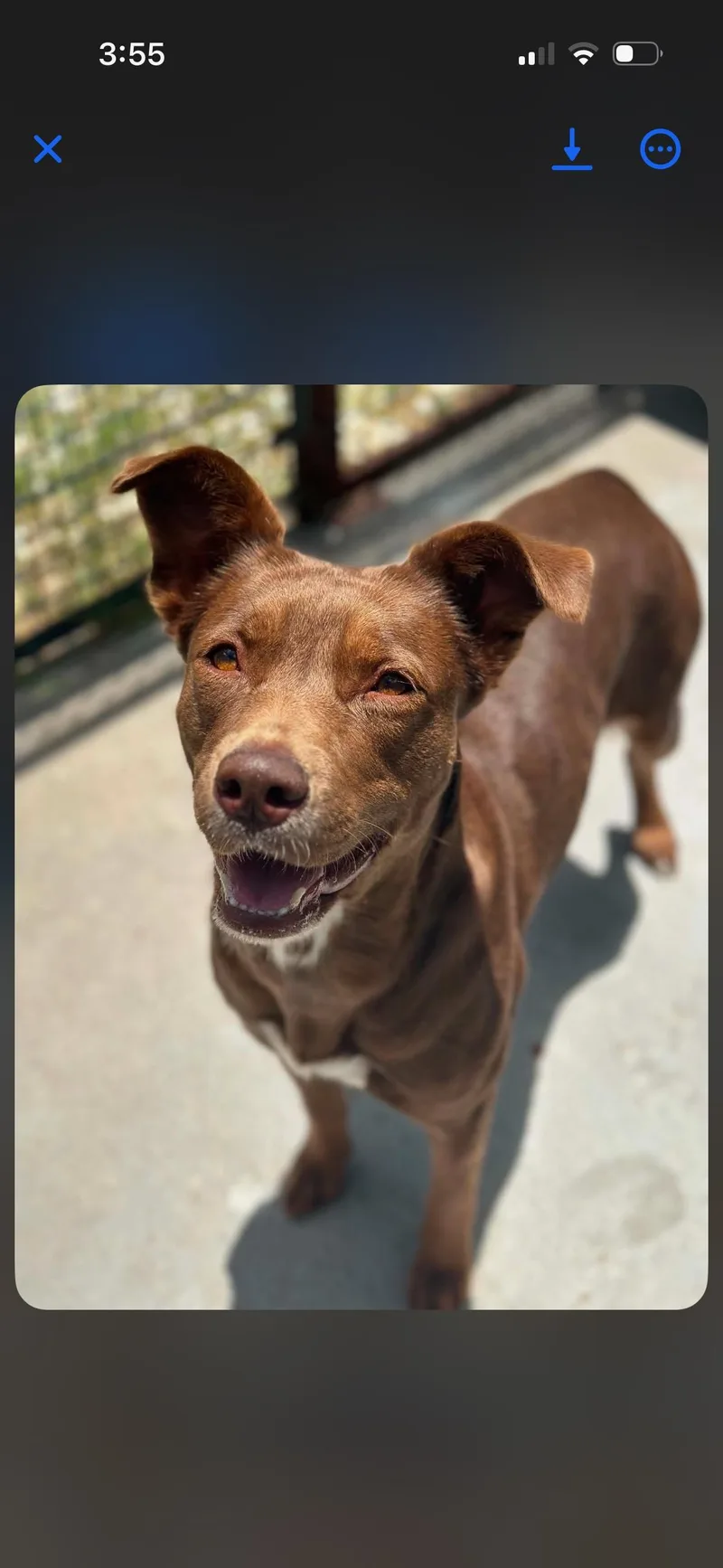 A young medium-sized female Labrador Retriever dog named Minnie for adoption in Denison, TX
