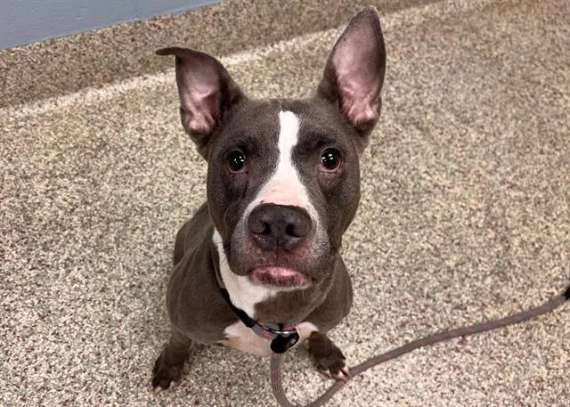 An adult medium-sized female Pit Bull Terrier dog named Patacake for adoption in Colorado Springs, CO