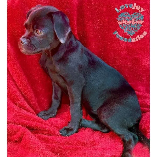 A baby small-sized female Black Chug dog named Dopey for adoption in Inglewood, CA
