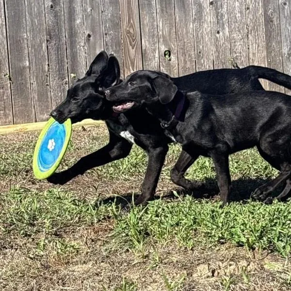 A baby medium-sized female Labrador Retriever dog named Millie for adoption in Austin, TX