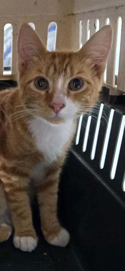 A baby small-sized male Domestic Short Hair cat named Squash for adoption in Cumming, GA