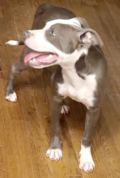 An adult medium-sized male Mixed Breed dog named Willis for adoption in Savannah, GA