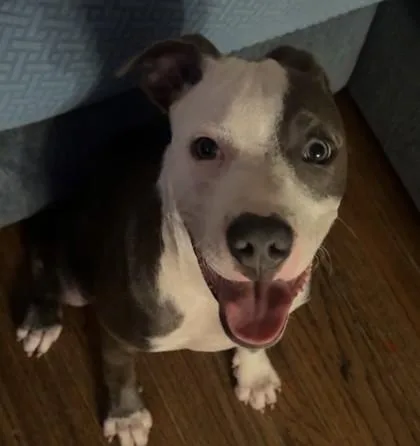 Willis thumbnail 2