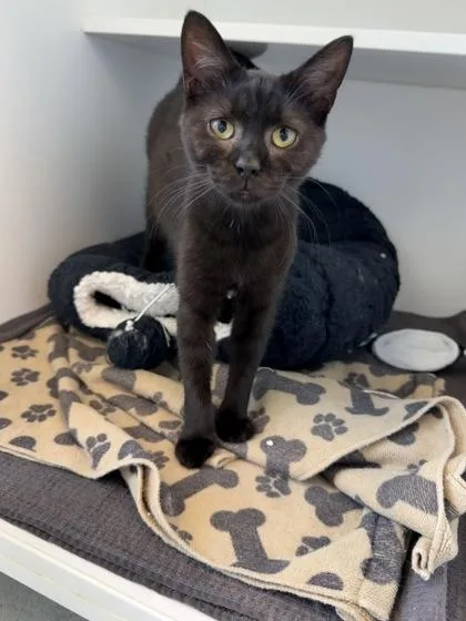 A baby small-sized male Domestic Short Hair cat named Spooky for adoption in Manteo, NC