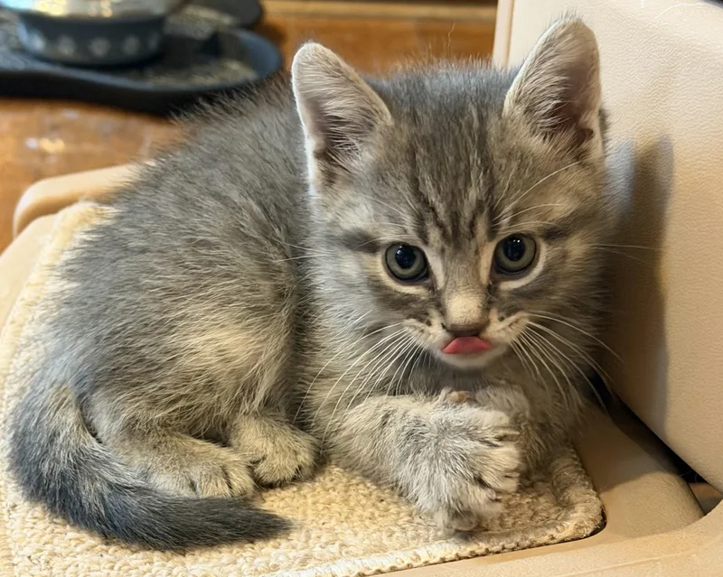 A baby small-sized male Domestic Short Hair cat named Winston for adoption in Williamsville, NY