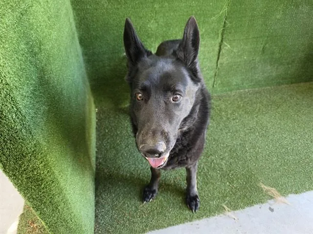 A senior medium-sized male German Shepherd Dog dog named Zeus for adoption in Lancaster, CA