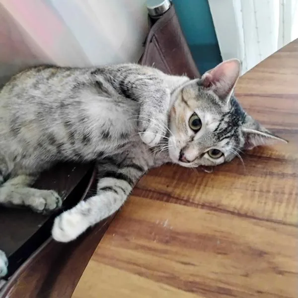 A young medium-sized female Domestic Short Hair cat named Vetiver for adoption in Des Moines, IA