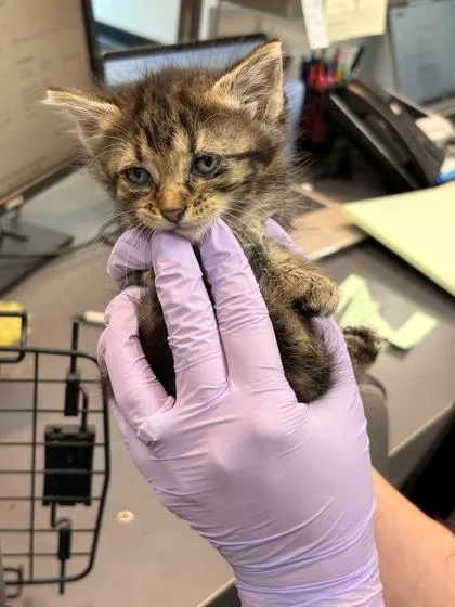 A baby small-sized male Domestic Short Hair cat named Muffin for adoption in Memphis, TN