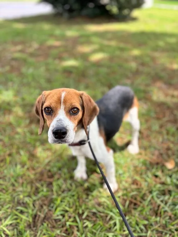 An adult small-sized female Tricolor (Brown, Black, & White) Beagle dog named Anna for adoption in Aiken, SC