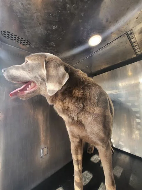 An adult medium-sized male Weimaraner dog named Shadow for adoption in San Antonio, TX